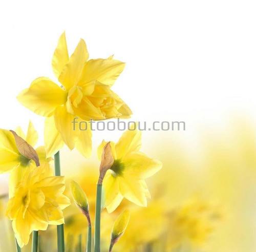 Нарциссы, цветы, букет, желтый