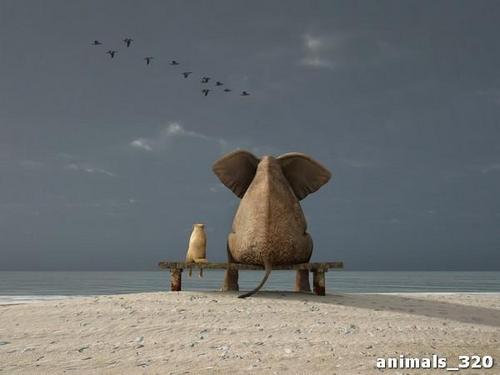 слон, кот, скамейка, вид, небо