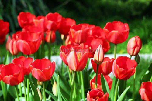 цветы, тюльпаны, природа