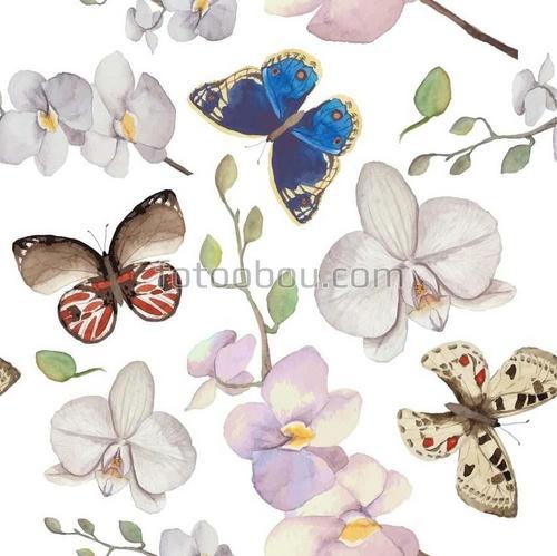 бабочка, бабочки , цветок, цветы 