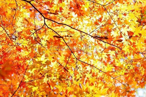ветка, дерево, листья, осень, листопад