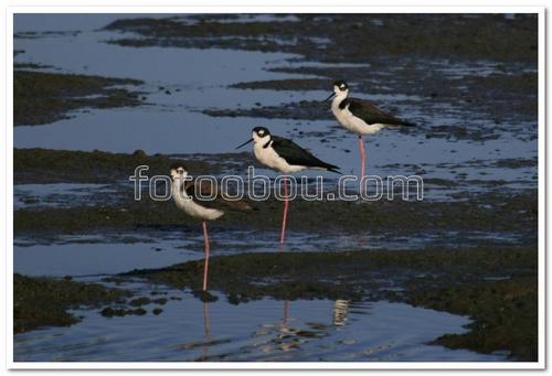 птицы, чайки, вода, природа, животные