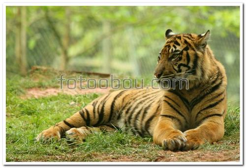 животные, тигр, трава, деревья