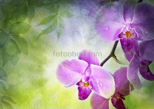 орхидея, ветка, природа, цветы