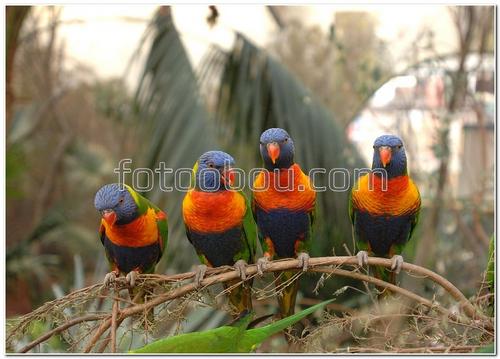 птицы, попугаи, разноцветные, веточка, животные