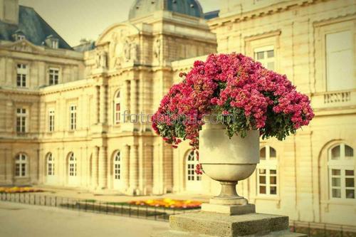 природа, вазон, архитектура, цветы