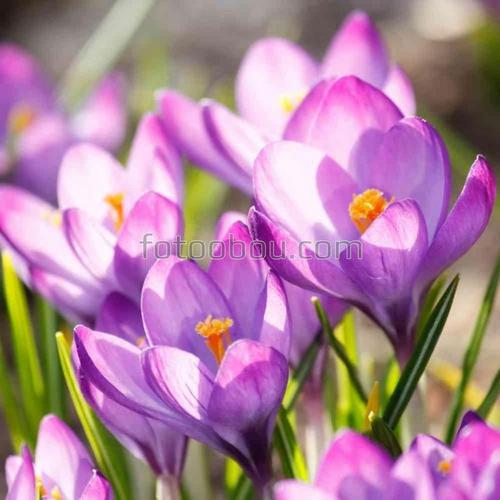 цветы, поле, весна, природа