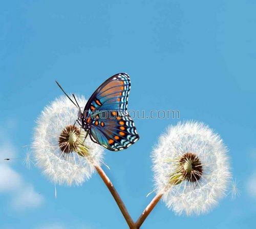 бабочка, небо, одуванчик, цветы, природа