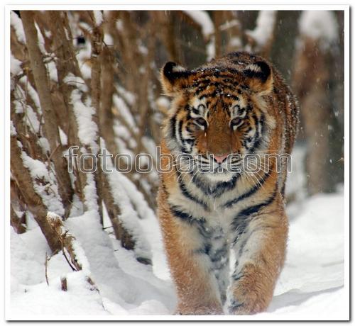 животные, тигр, снег, хищник