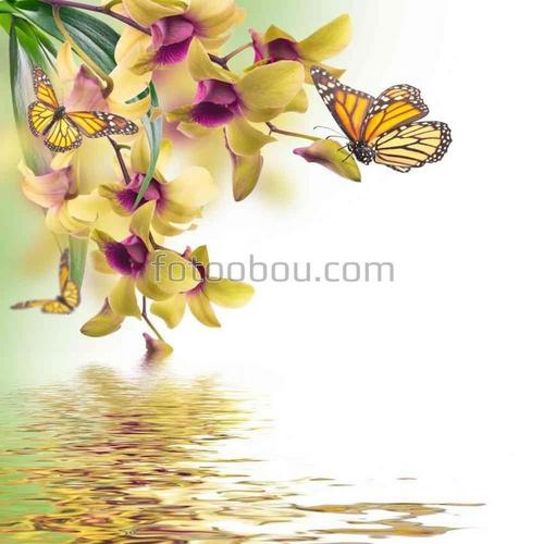 цветы, природа, бабочка, лепестки, вода