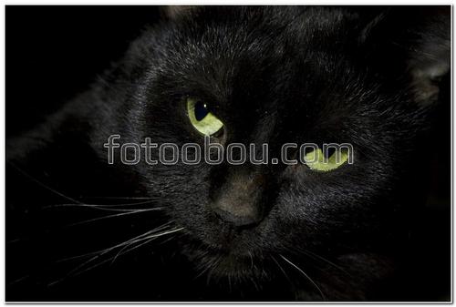 животные, черная кошка, черный фон, зеленые глаза