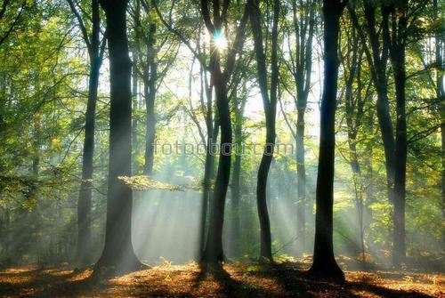 природа, лес, туман, рассвет, деревья