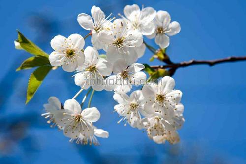 природа, цветы, весна, ветки, абрикос