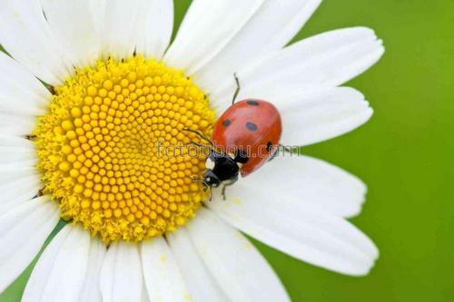 цветы, природа, ромашка, букашка, божья коровка