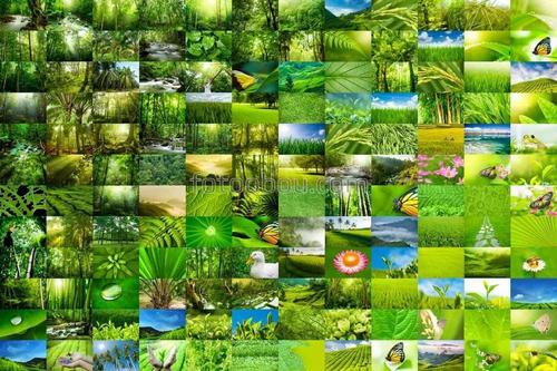 джунгли, природа, зелень, лес, коллаж