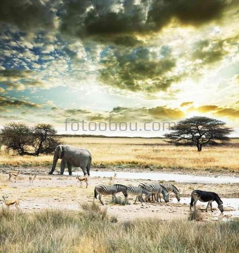 животные, сафари, природа, африка, поле, небо, облака