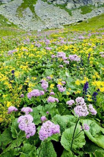 природа, горы, поле, цветы