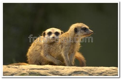 животные,  суслики, природа, дерево