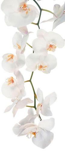 белые, цветы, орхидеи, ветка