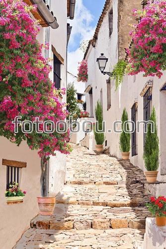 ступени, улица, старый город, цветы