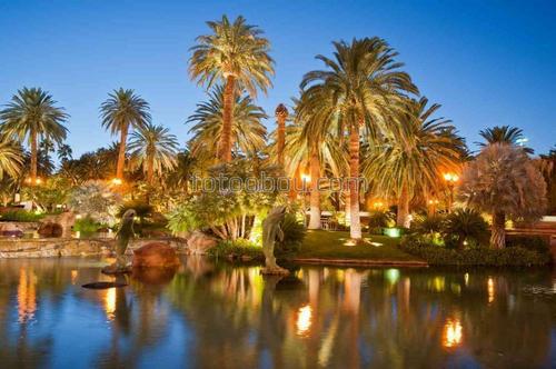 природа, парк, ночь, море, пальма