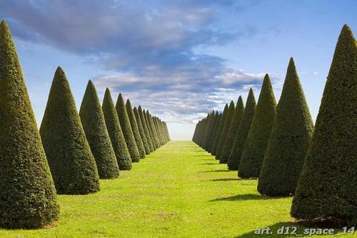 аллея, кусты, конус, трава, небо