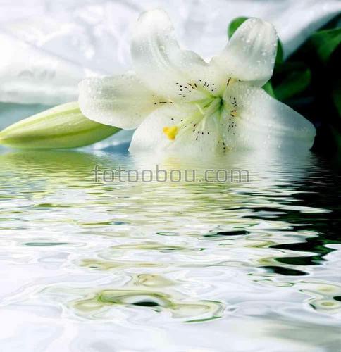 цветы, природа, лилия, вода