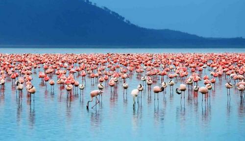 розовый фламинго, Африка, природа, море, птица