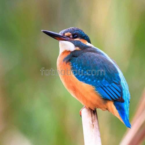 природа, животные, птица, ветка, синица