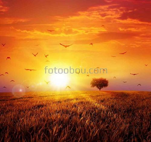 природа, закат, небо, облака, поле, дерево