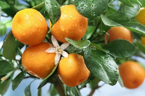 мандарины, ветка, дерево, природа