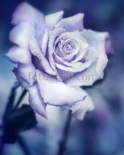 природа, цветы, роза, лепестки