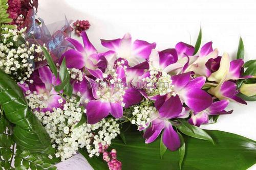 цветы, природа, букет, орхидеи