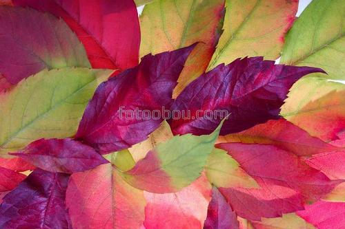 яркое, осень, листья, признаки, 