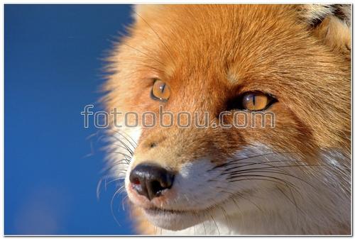 животные, лиса, мордочка