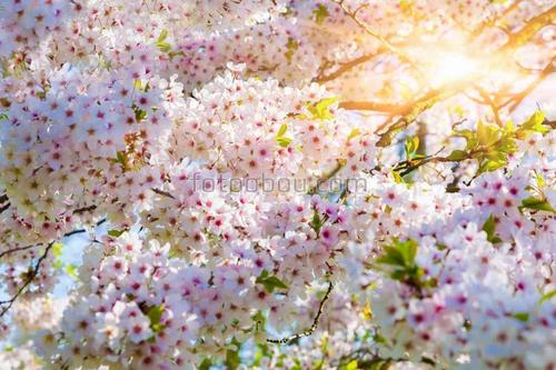 природа, ветки, цветы, вишня, сакура