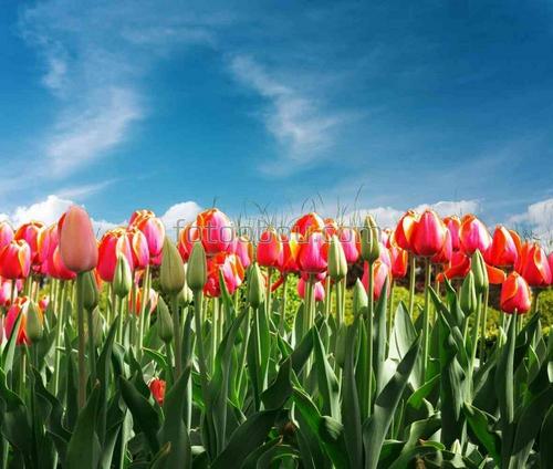 природа, небо, облака, тюльпаны, цветы