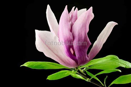 цветы, природа, магнолия