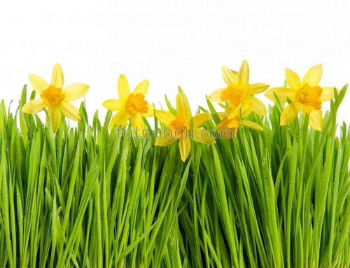 природа, поле, трава, цветы, нарцисы