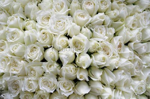 розы, белые, букет