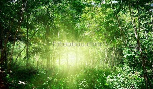 доминикана, джунгли, лес, свет, солнце, лучи, природа, деревья