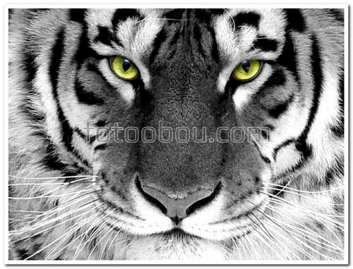 тигр, черно-белый, глаза, животные