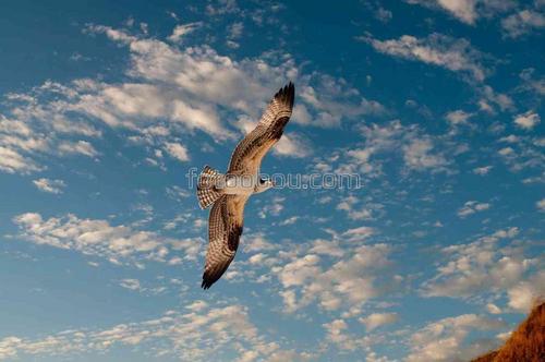 животные, птицы, орел, небо, природа, облака