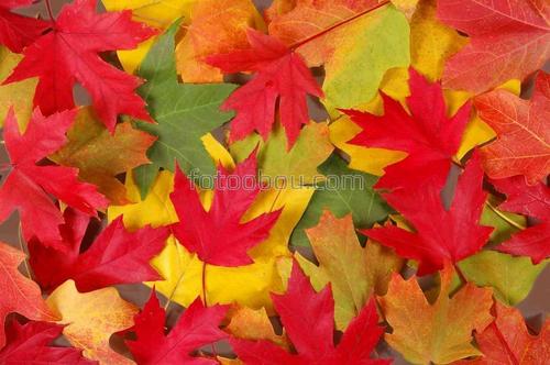 осень, листья, листопад,  клен