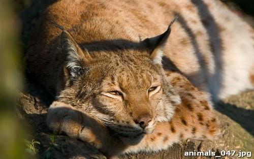 Лапочка, рысь, спит