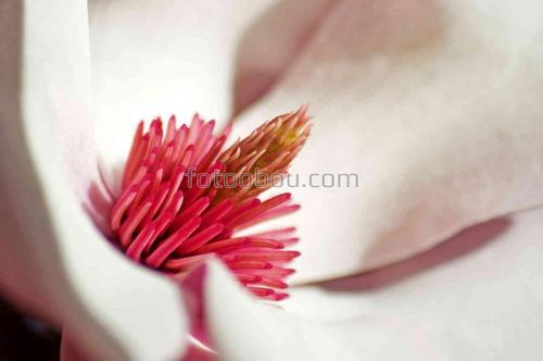 цветы, природа, магнолия, лепестки