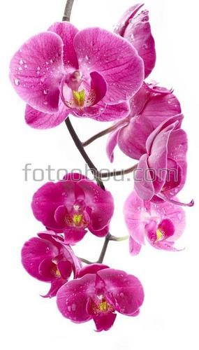 орхидея, ветка, яркая