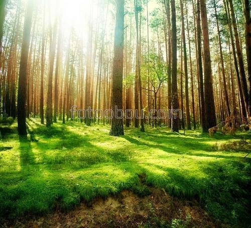 Сосны, лес, трава, солнце, лучи