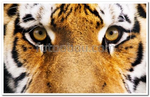 животные, тигр, глаза, полосы