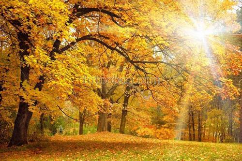 осень, лес, золото, листья, деревья, солнце